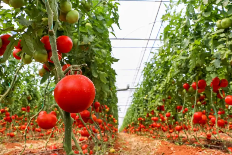 uzgoj paradajza