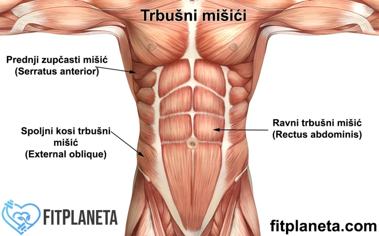 Mišići trbuha trbušnjaci