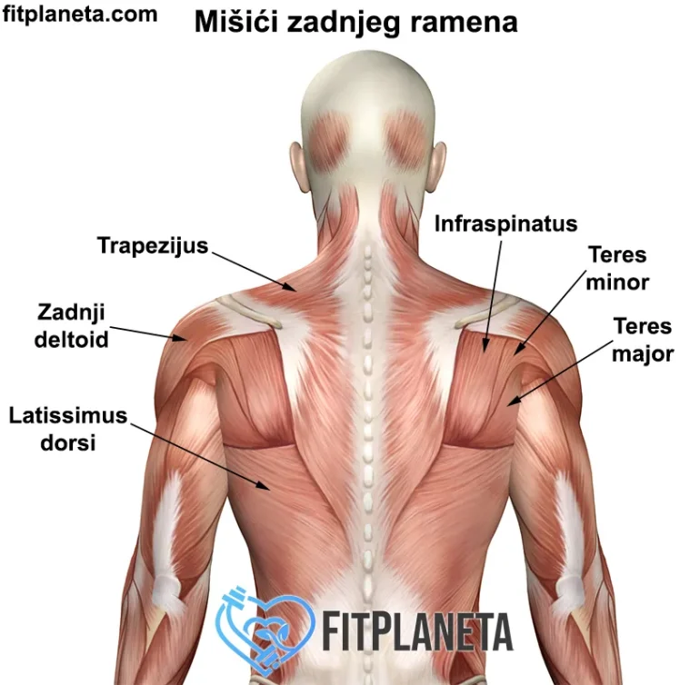 Mišići zadnjeg ramena