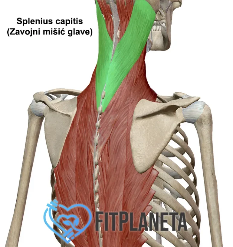 Splenius capitis zavojni mišić glave