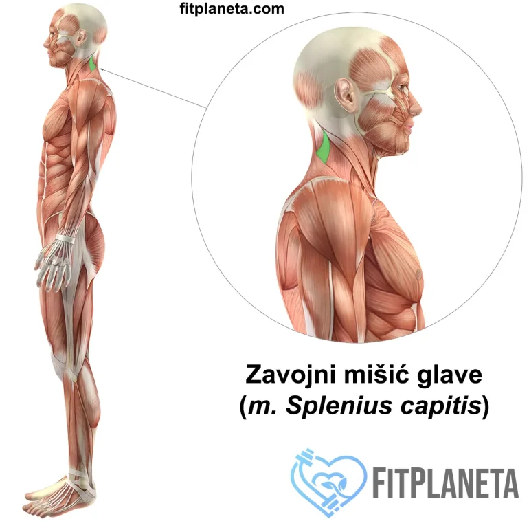 Splenius capitis zavojni mišić glave položaj u telu