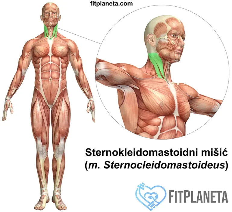 Sternokleidomastoidni mišić položaj u telu