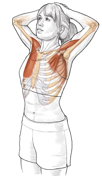 Vežba 1 Istezanje fleksora ramena za početnike