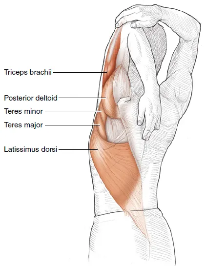 Vežba 1 Istezanje tricepsa