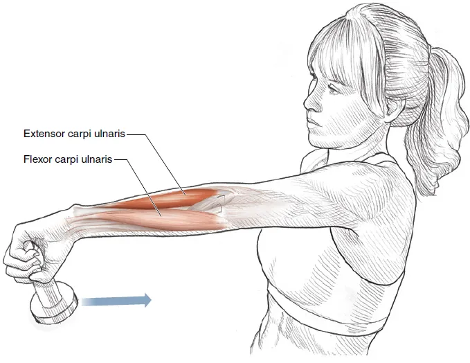 Vežba 12 Istezanje ulnarne devijacije ručnog zgloba sa bučicom