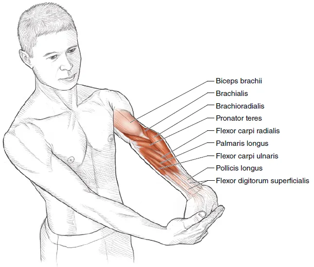 Vežba 3 Istezanje fleksora lakta i ručnog zgloba