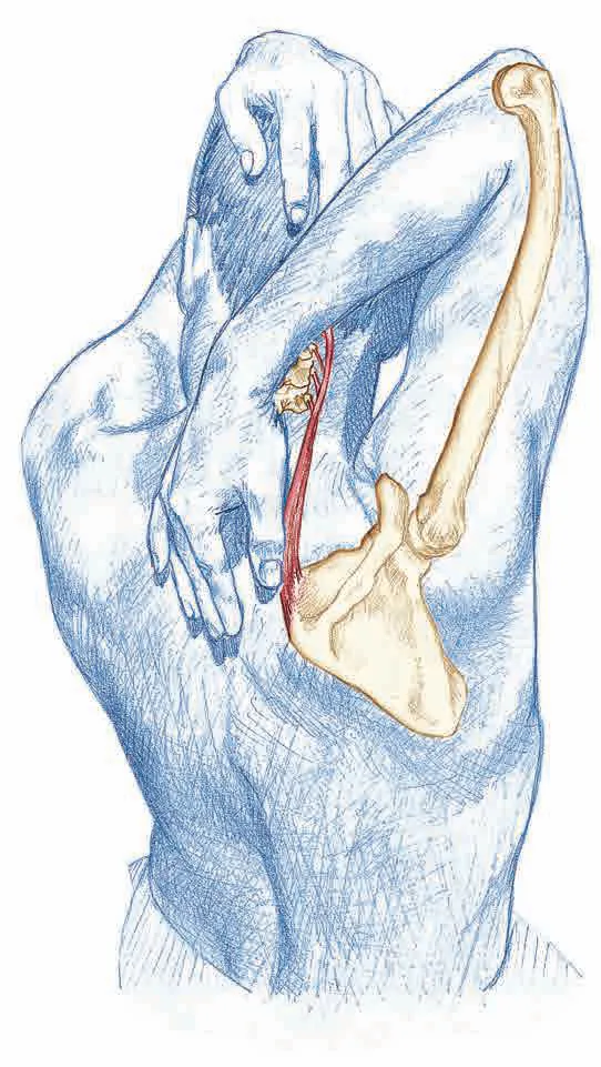 Vežba 5 Istezanje mišića podizača lopatice