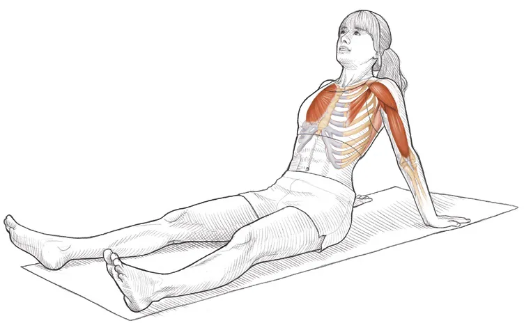 Vežba 5 Istezanje ramena u sedećem položaju (istezanje fleksora, depresora i retraktora)