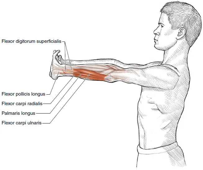 Vežba 9 Istezanje fleksora ručnog zgloba šake za početnike