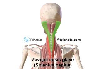 Zavojni mišić glave Splenius capitis
