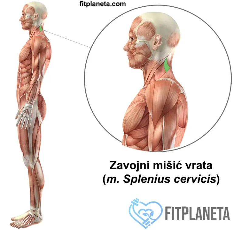 Zavojni mišić vrata (Splenius cervicis) - položaj u telu