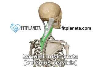 Zavojni mišić vrata splenius capitis