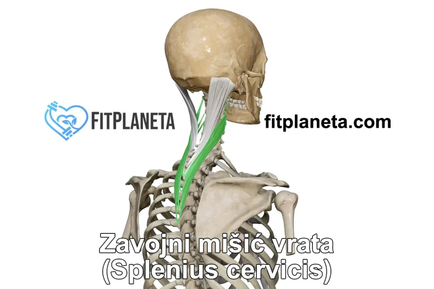 Zavojni mišić vrata splenius capitis