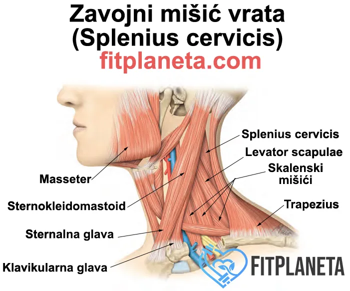 Zavojni mišić vrata (Splenius cervicis) - Odnosi