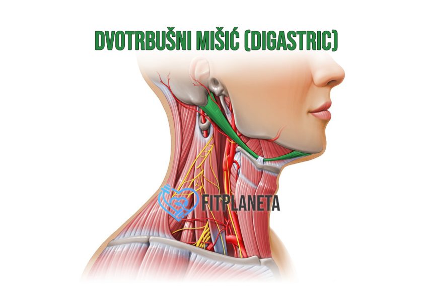 Dvotrbušni mišić Digastric Digastricus