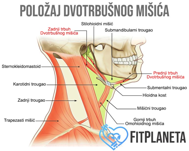 Dvotrbušni mišić položaj