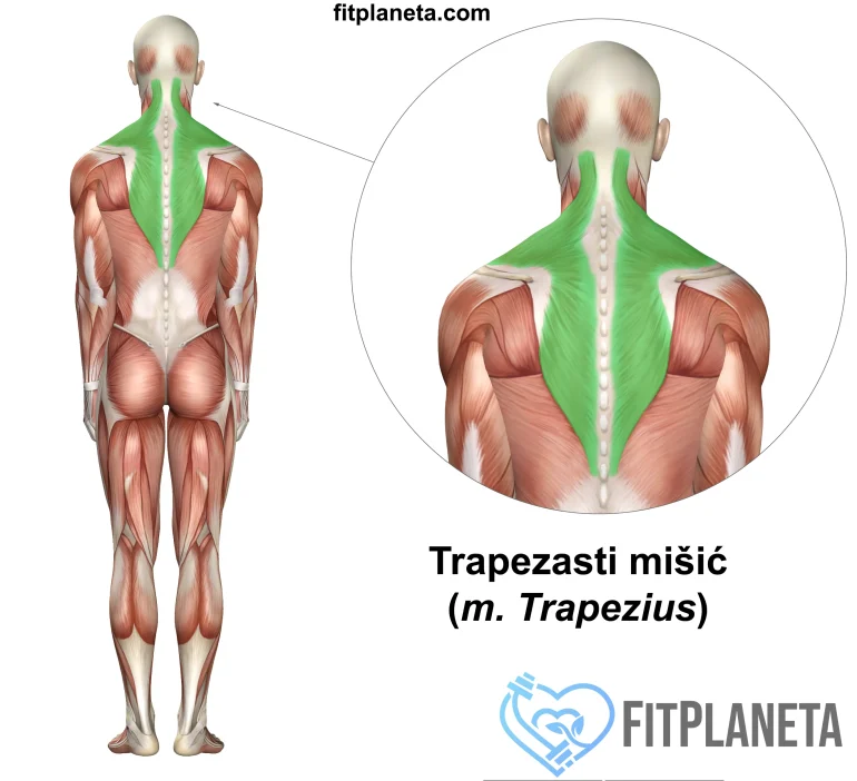 Trapezasti mišić trapezius položaj u telu