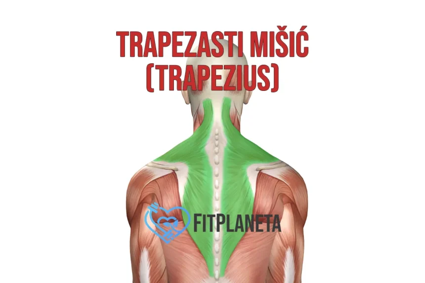 Trapezasti mišić trapezius trapez
