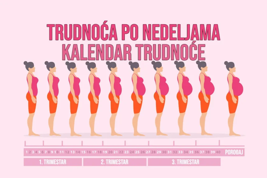 Trudnoća po nedeljama - Kalendar trudnoće